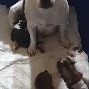 Venus con i suoi cuccioli