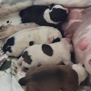 I cuccioli di Venus