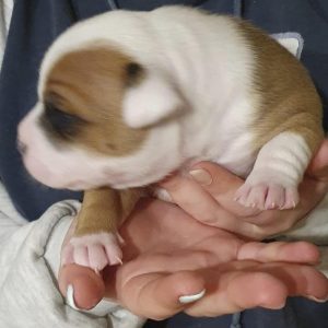 il cucciolo di Venus