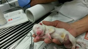 Cucciolo da parto cesareo